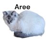 adoptable Cat in  named Aree