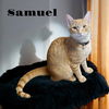 adoptable Cat in Nashville, GA named Samuel