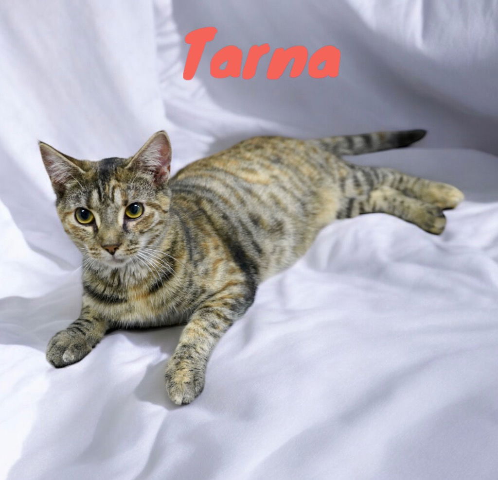 adoptable Cat in Nashville, GA named Tarna