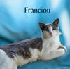 adoptable Cat in Nashville, GA named Franciou