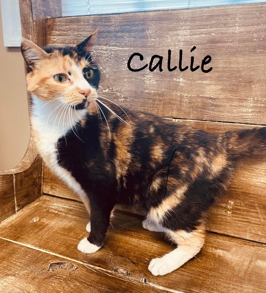 adoptable Cat in Nashville, GA named Callie