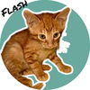 adoptable Cat in Nashville, GA named Flash