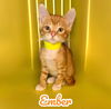 adoptable Cat in Nashville, GA named Ember