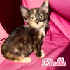 adoptable Cat in Nashville, GA named Kindle