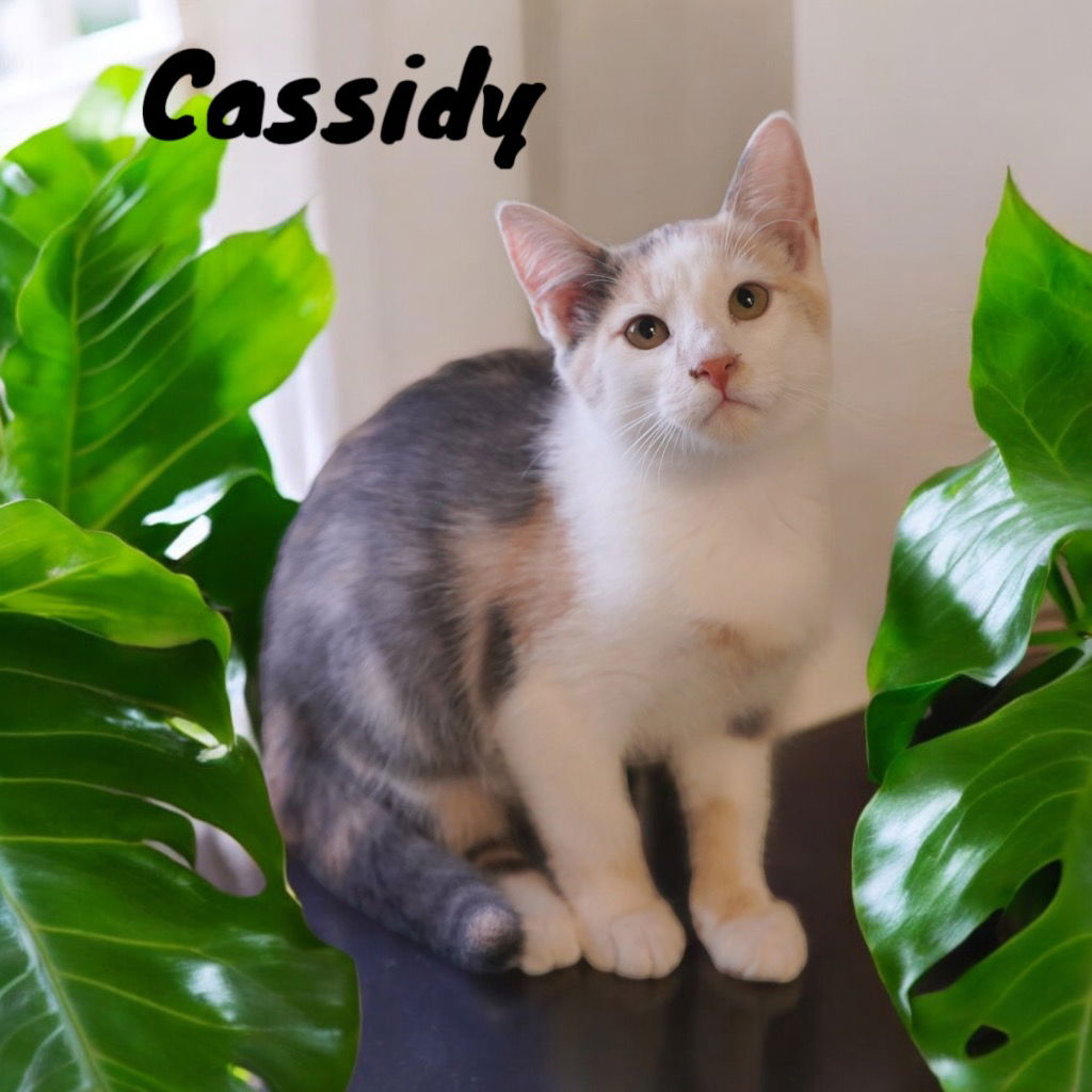 adoptable Cat in Nashville, GA named Cassidy