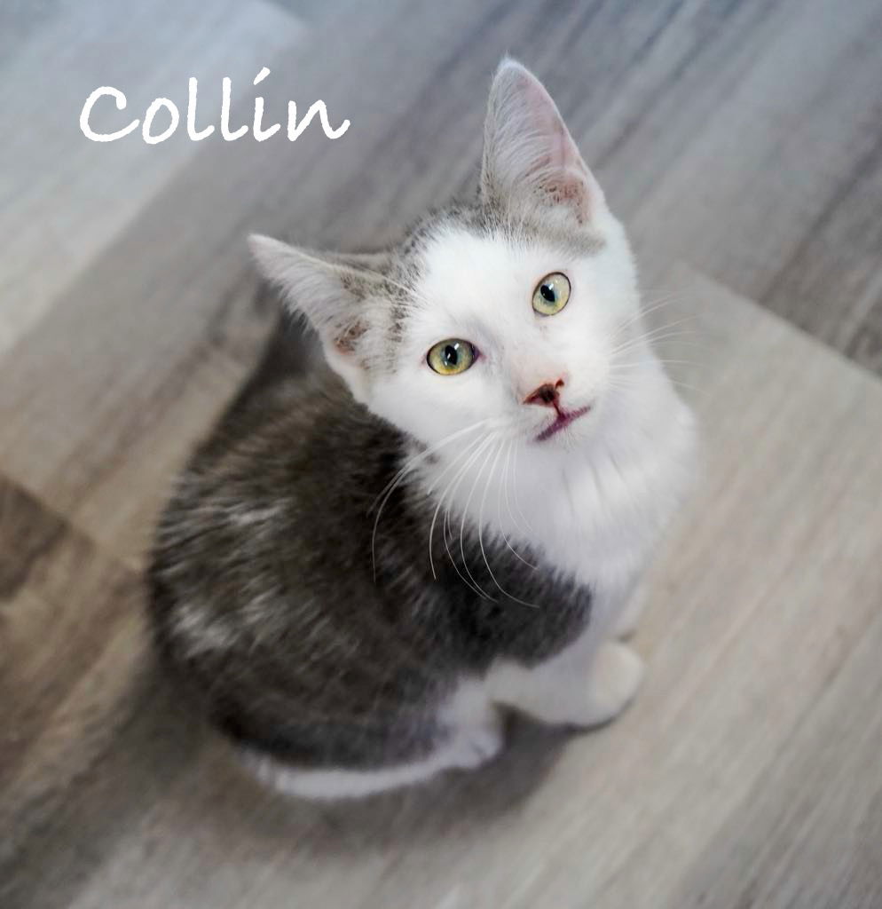 adoptable Cat in Nashville, GA named Collin