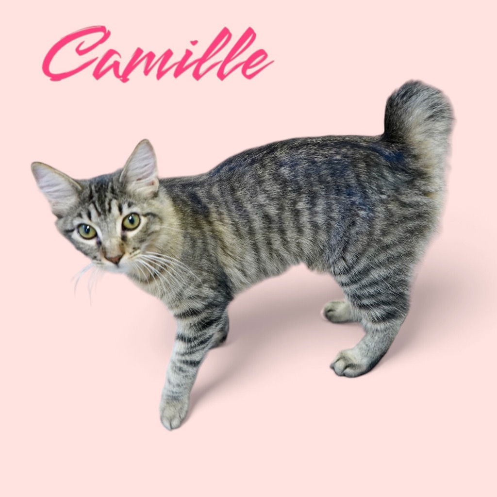 adoptable Cat in Nashville, GA named Camille