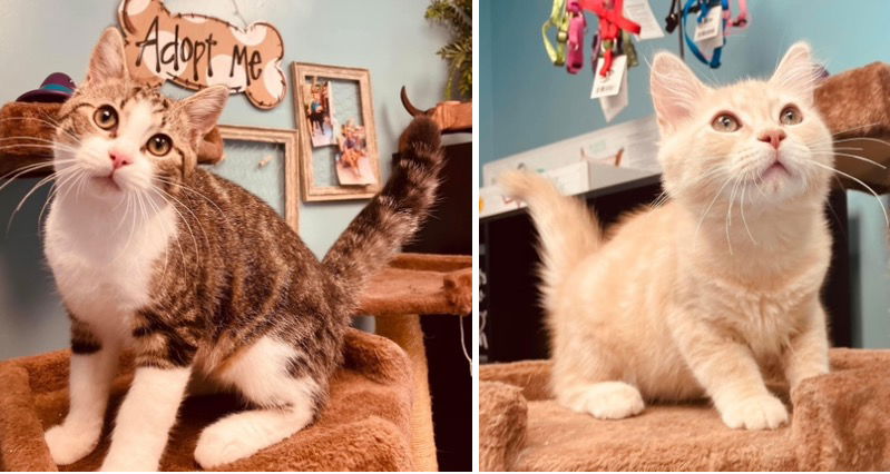 adoptable Cat in Nashville, GA named Karter and Kason