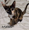 adoptable Cat in Nashville, GA named Mabel