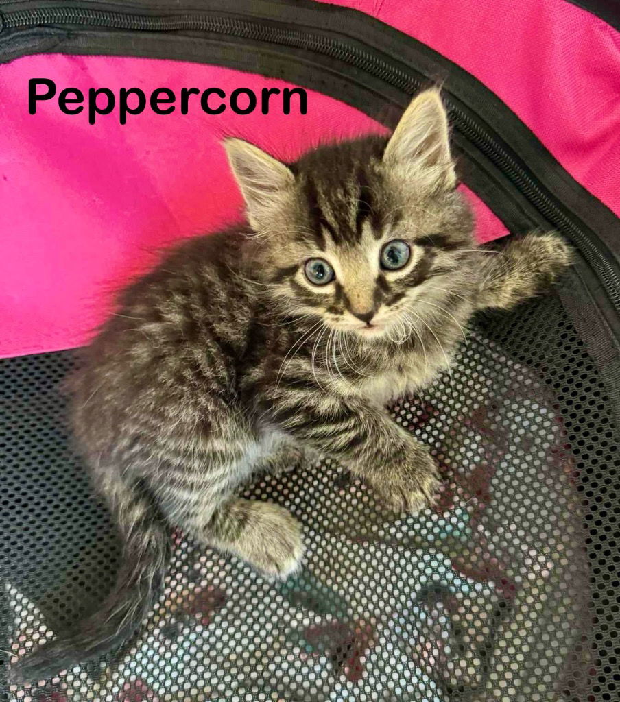 adoptable Cat in Nashville, GA named Peppercorn