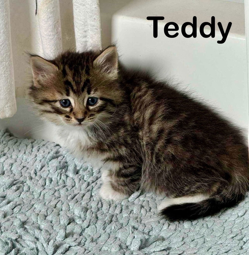 adoptable Cat in Nashville, GA named Teddy