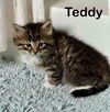 adoptable Cat in  named Teddy