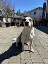 adoptable Dog in derwood, MD named Doc Hudson