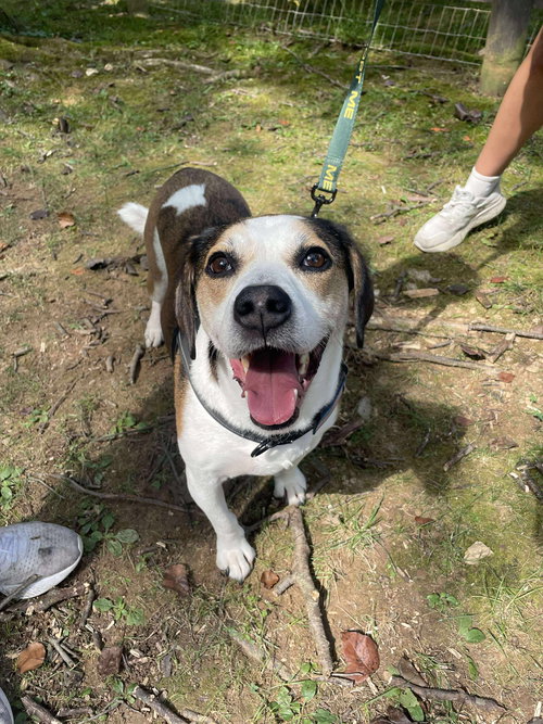 picture of the dog needing adoption