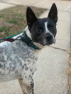 Spotty - Photo 24