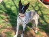 Spotty - Photo 25