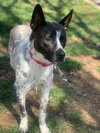 Spotty - Photo 23