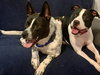 Spotty - Photo 22