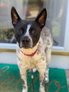 Spotty - Photo 17