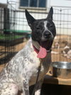 Spotty - Photo 7