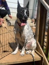 Spotty - Photo 21