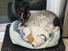 Spotty - Photo 20