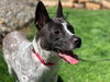 Spotty - Photo 19