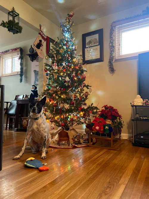 Spotty photo 18