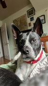 Spotty - Photo 11