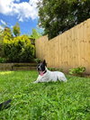 Spotty - Photo 15