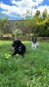 Spotty - Photo 14