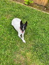 Spotty - Photo 16