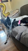 Spotty - Photo 9