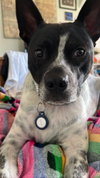 Spotty - Photo 8