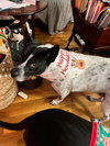 Spotty - Photo 10