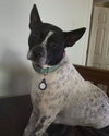 Spotty - Photo 6