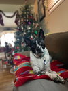 Spotty - Photo 5