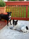 Spotty - Photo 4