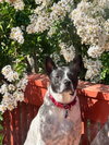 Spotty - Photo 2