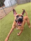 adoptable Dog in , MD named Mars