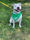 adoptable Dog in Derwood, MD named Gran Torino