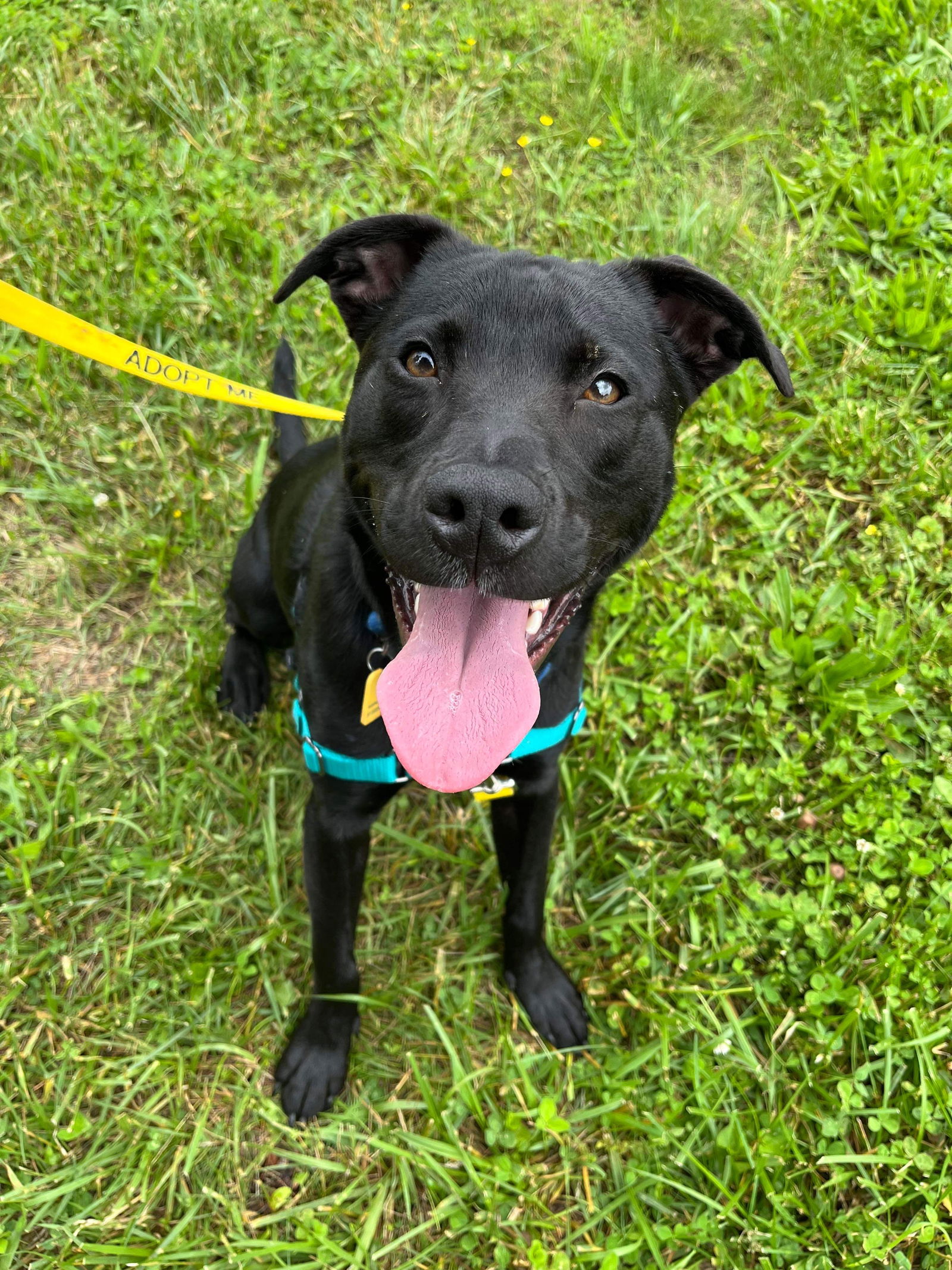 adoptable Dog in Derwood, MD named Cilantro