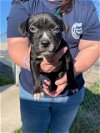 adoptable Dog in  named Black Widow