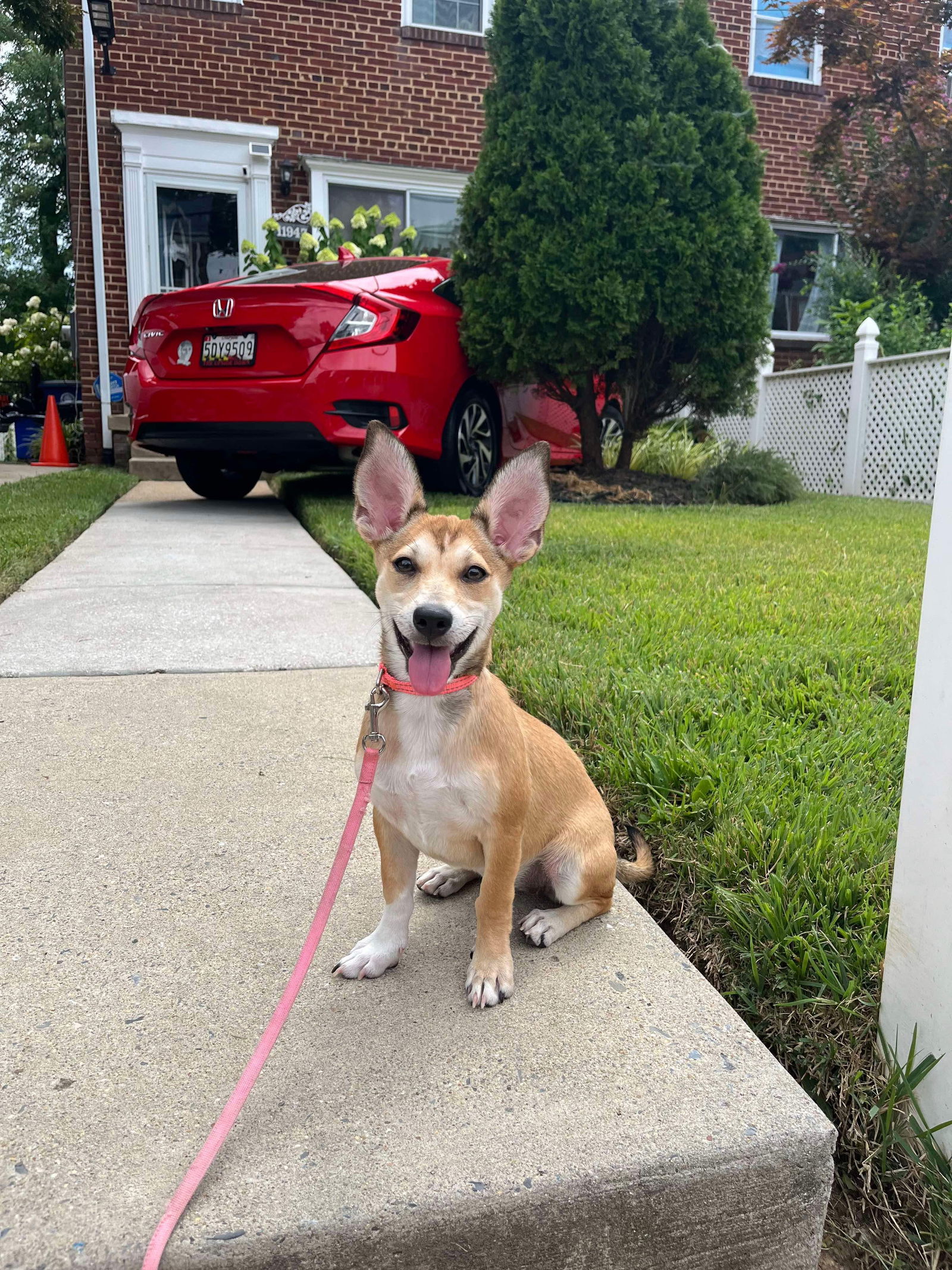 adoptable Dog in Derwood, MD named Jumbo