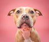 adoptable Dog in derwood, MD named Lovie