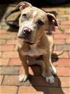 adoptable Dog in derwood, MD named Lovie
