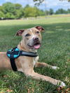 adoptable Dog in Derwood, MD named Lovie