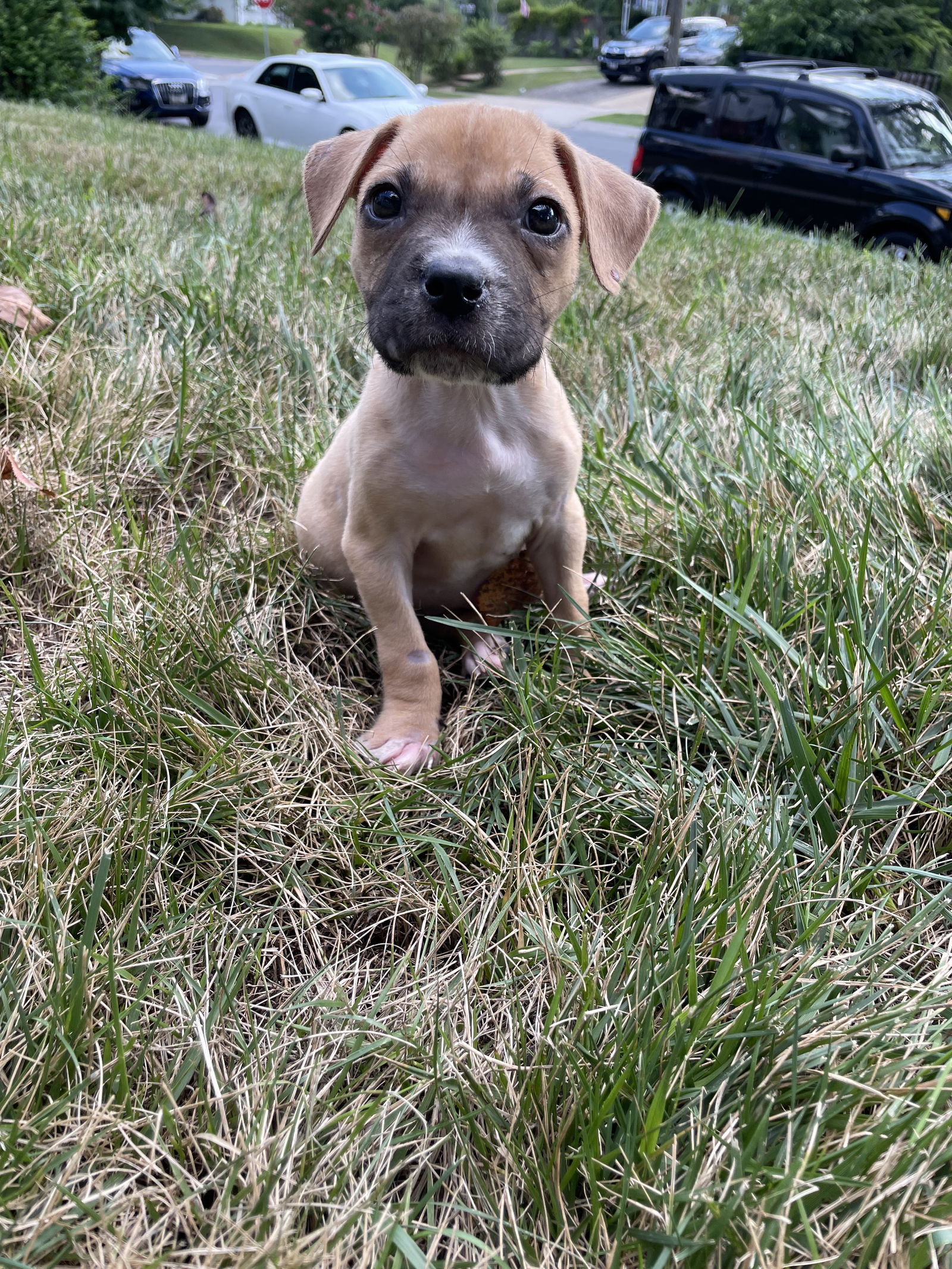 adoptable Dog in Derwood, MD named Woo