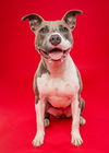 adoptable Dog in derwood, MD named Shena