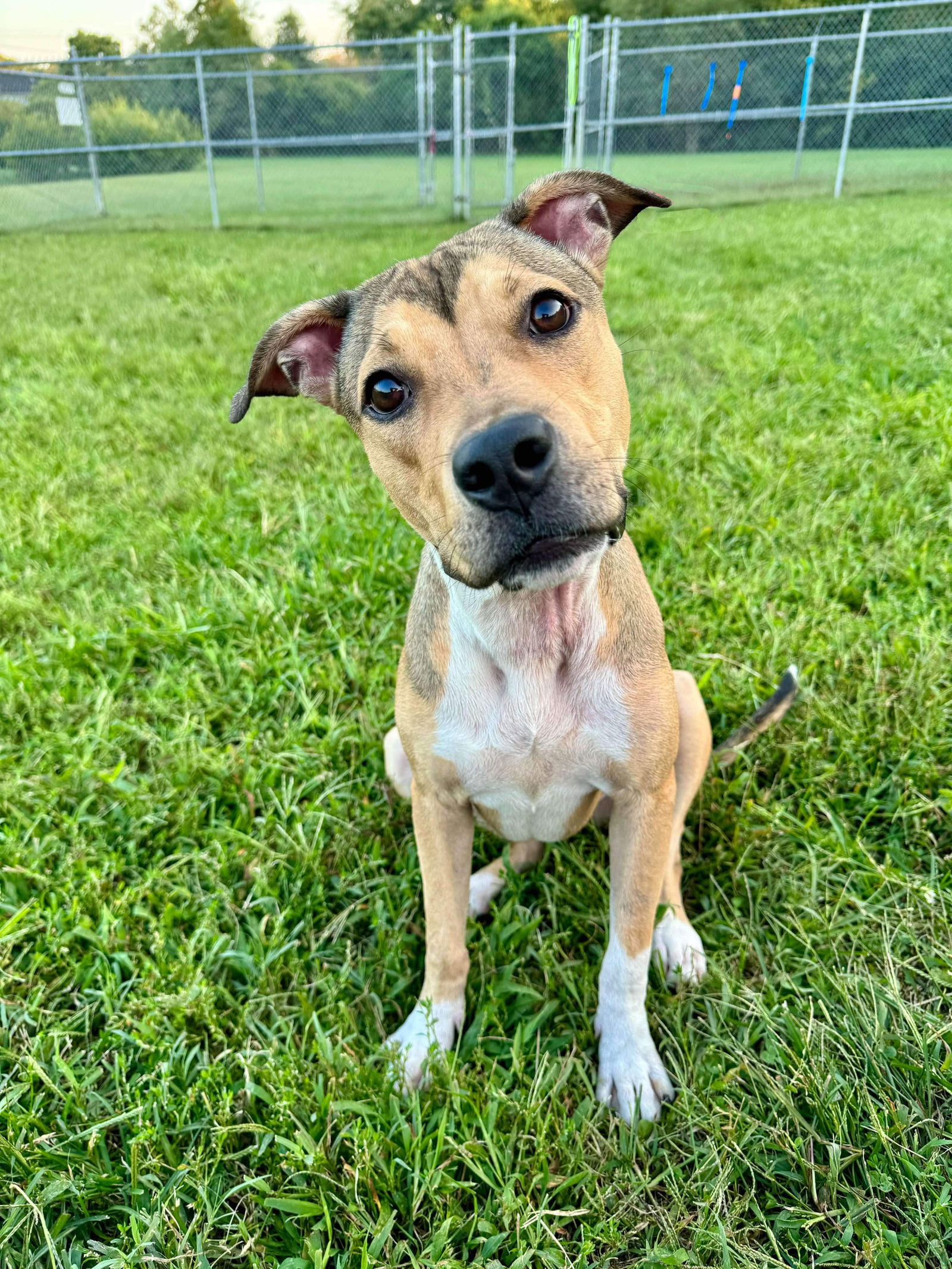 adoptable Dog in Derwood, MD named Summer